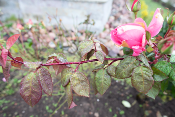 &nbsp; / Ноябрь