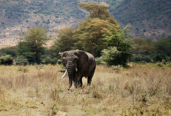 &nbsp; / Танзания, парк Нгоронгоро.