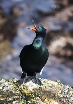 Ща спою! / Калифорнийский ушастый баклан.
г. Монтерей, Калифорния, США