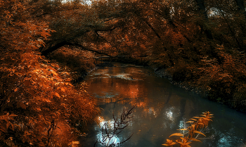 Мостик. / Парк природного заказника реки Сетунь.