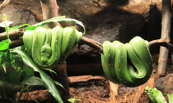 После сытного обеда / ***