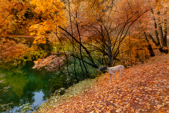 замаскироваться не удалось / пойнтер в парке осенью