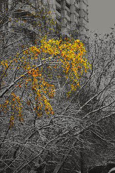 не успела / деревья