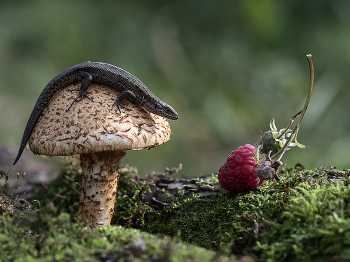 Ягода малина нас к себе манила:) / Ягода малина нас к себе манила:)