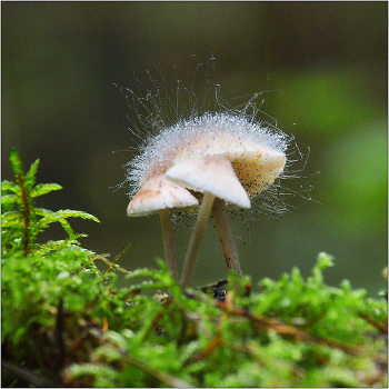 Осенние мотивы. / Грибы по своей сути ближе к животным, чем к растениям.