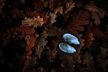 Натюрмордик_2 / ...