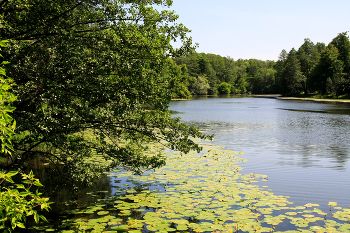 Нижний Кузьминский пруд / Нижний Кузьминский пруд в Кузьминском парке в Москве. Май 2024.
