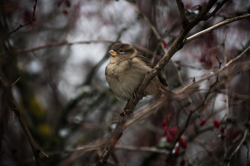 Воробей / Воробушек на ветке