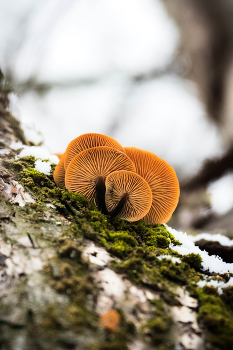 Гриб фламмулина / Фламмулина на стволе дерева