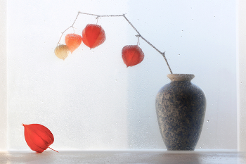 Ноябрьский этюд с физалисом / ***