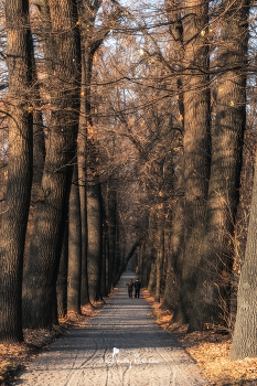 Прогулка... / Поздняя осень
Роща Баума, г. Алматы