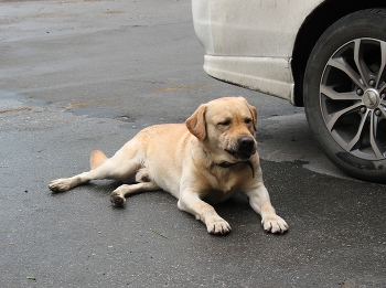 Фуу, глуши мотор водила! / Удушливый выхлоп