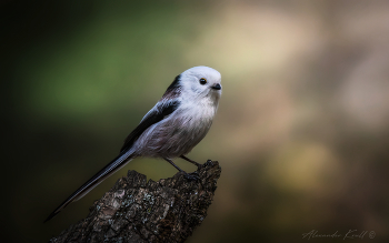 Белоснежка / Длиннохвостые синицы с севера, массово зимующие в этом году в Краснодарском крае, своей белизной разительно отличаются от ополовников местного кавказского подвида, похожих, по сравнению с северянками, на перепачканных сажей трубочистов.