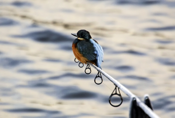 Рыбачок / ***