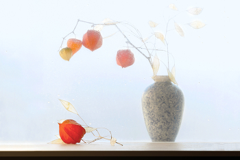 Ноябрьский этюд с физалисом 2 / ***