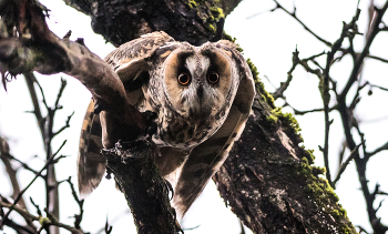 &quot;Кто ты?&quot; / Ушастая сова.
