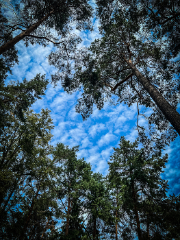 Сердце / 2024 / Мобильная фотография / iPhone 13 Pro