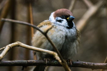 Полевой воробей / Полевой воробей