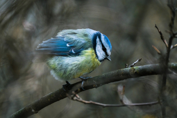 Лазоревка / Лазоревка