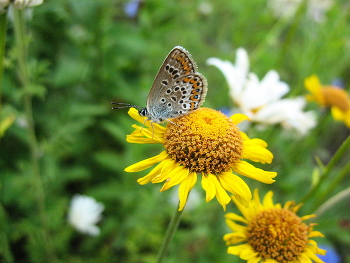 Бабочка голубянка / ***