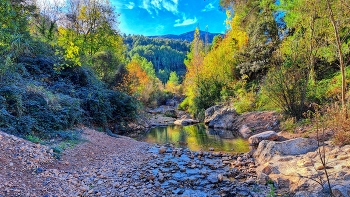 &nbsp; / La Riba - ànec al riu Brugent - Alt Camp