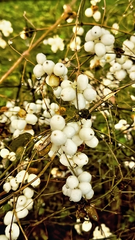 Снежноягодник белый / Снежноя́годник бе́лый, или Снежноягодник кистистый (лат. Symphoricarpos albus) — кустарник, вид рода Снежноягодник семейства Жимолостные (Caprifoliaceae), декоративное растение. Родина — Северная Америка.