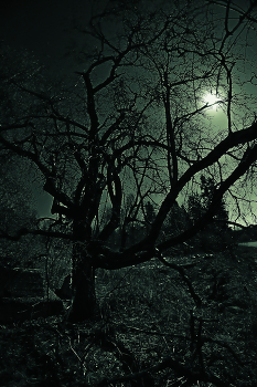 лунная ночь / лунная ночь