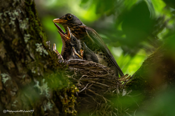 Мама и дети / Место съемки: Калужская область, Мещовский район 
Фотограф: https://vk.com/vvlopatoff