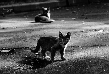 &nbsp; / просто фотка