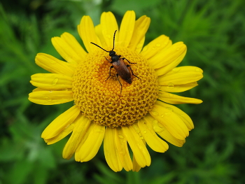 Жучок-усатик / ***