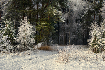 На опушке. / Ноябрь. Серково.