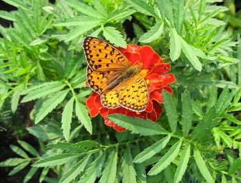 Флора и фауна / ***