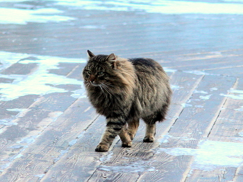 Кот / Коты на улице