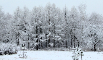 Зимний пейзаж / Зимой в парке