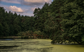 Сосна упала. / ***