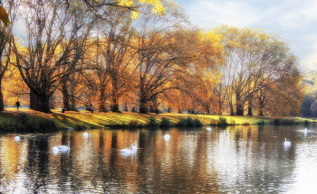В парке Кельна / ***