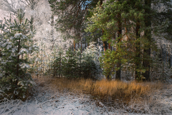 Под прикрытием / Ноябрьские прогулки