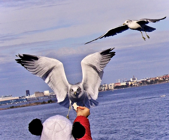 За хлебушком — с небес :) / Финский залив. Хельсинки.