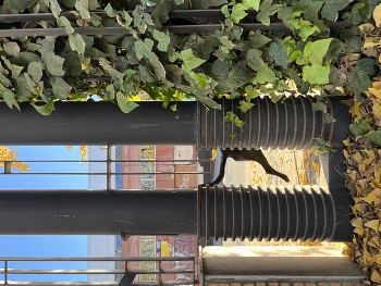 И я добавлю ног в флешмоб / Нога одна