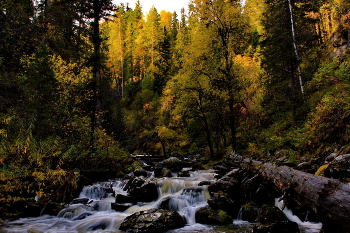 ** Прителецкая тайга.* / Горный Алтай.