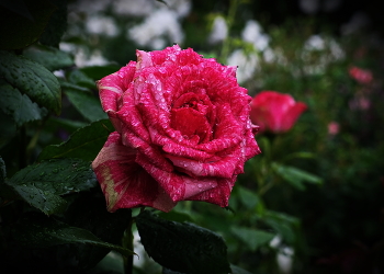 В Монастырском саду. / Благолепие.