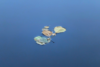 гербарий на воде / ***