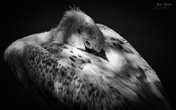 &nbsp; / просто фотка