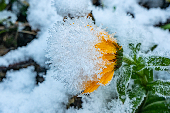 &nbsp; / первый снег