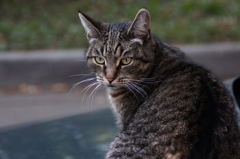 Суровый / ***