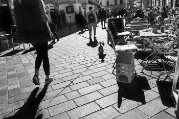 Дама с собачкой -2 / а точнее бОльшая часть дамы )