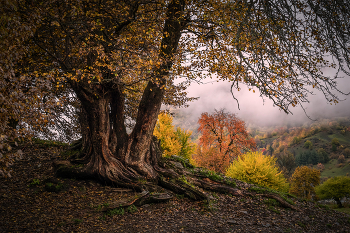 Fall Trees / Осенние краски в долине Бечо, Сванетия