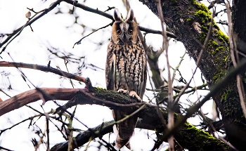 Ушастая сова. / ***