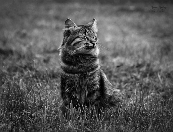 Мурлыкины сны / просто фотка