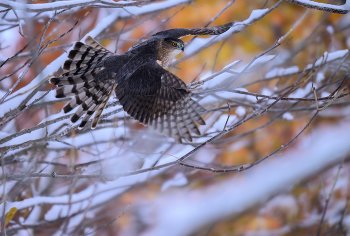Cooper's Hawk / Cooper's Hawk